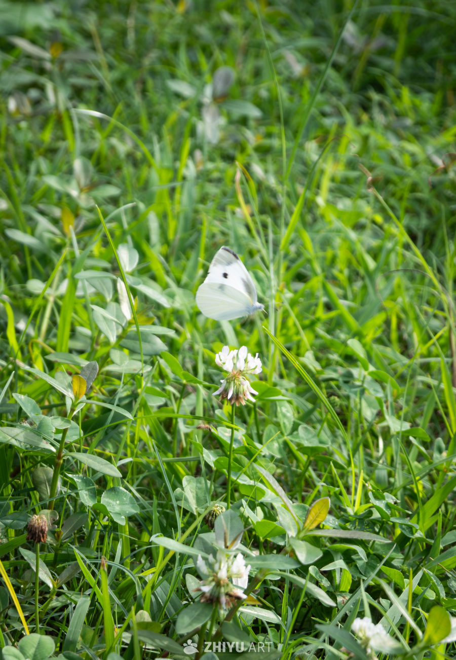 蝶恋花