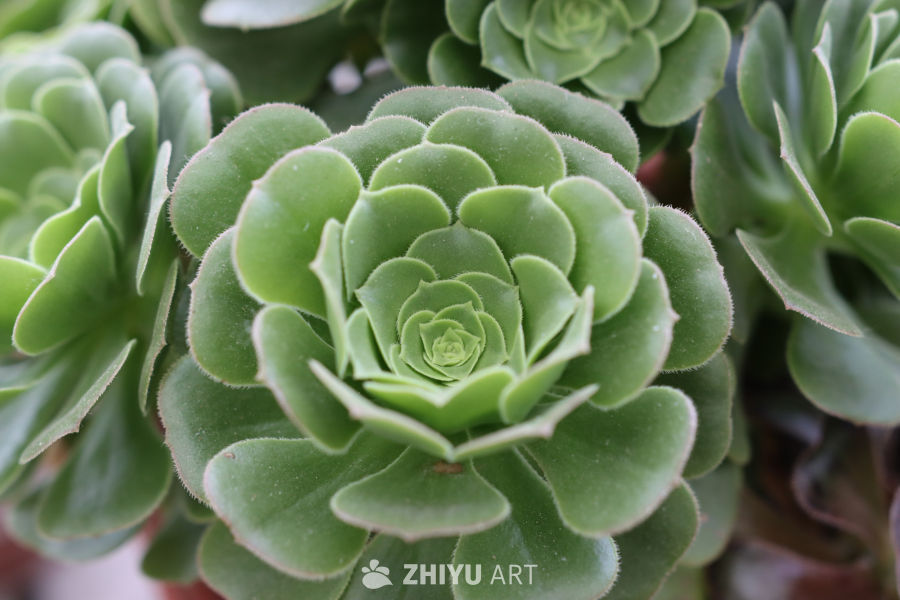 绿意盎然的多肉植物