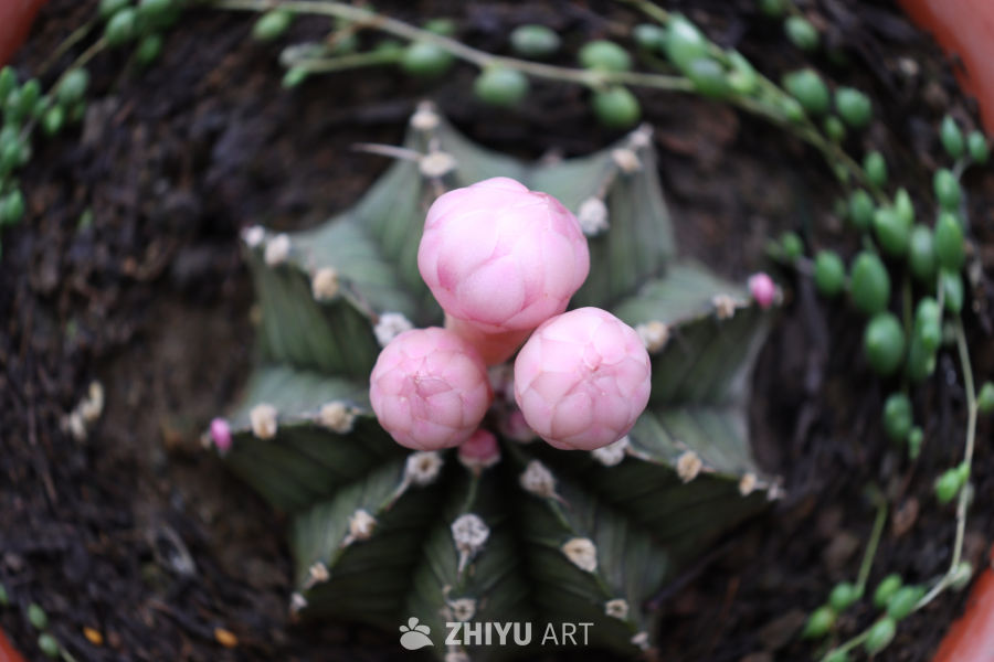 粉色仙人掌花绽放