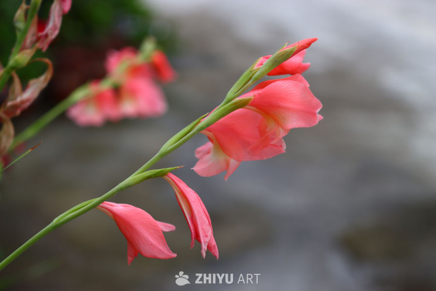 粉嫩唐菖蒲盛开