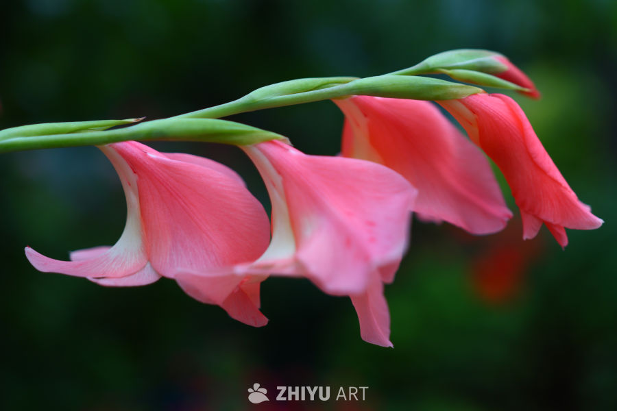 粉嫩唐菖蒲：春日的温柔