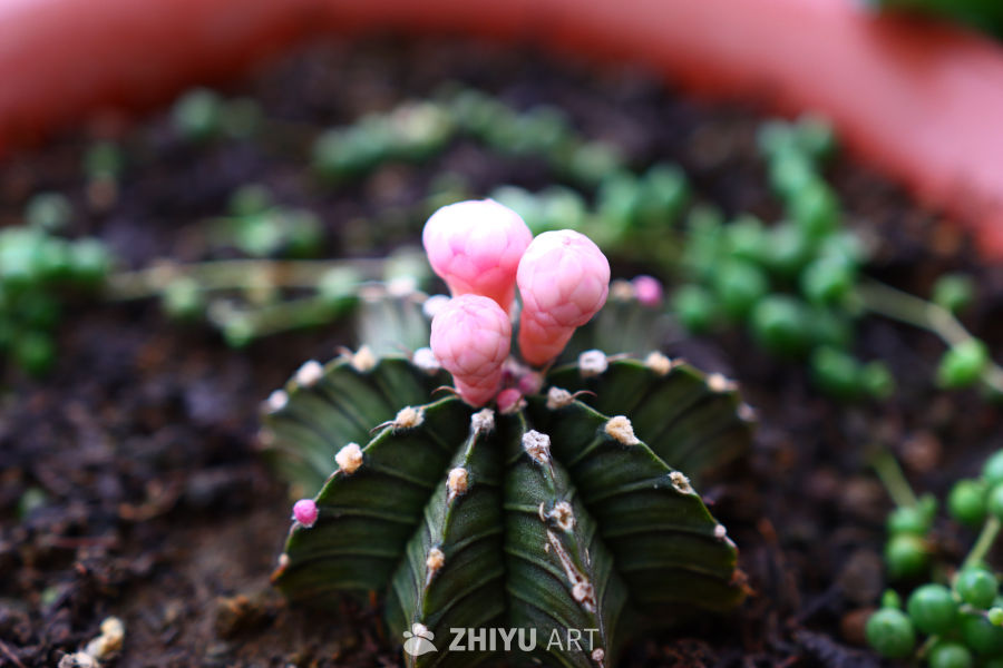 粉色花苞的仙人掌