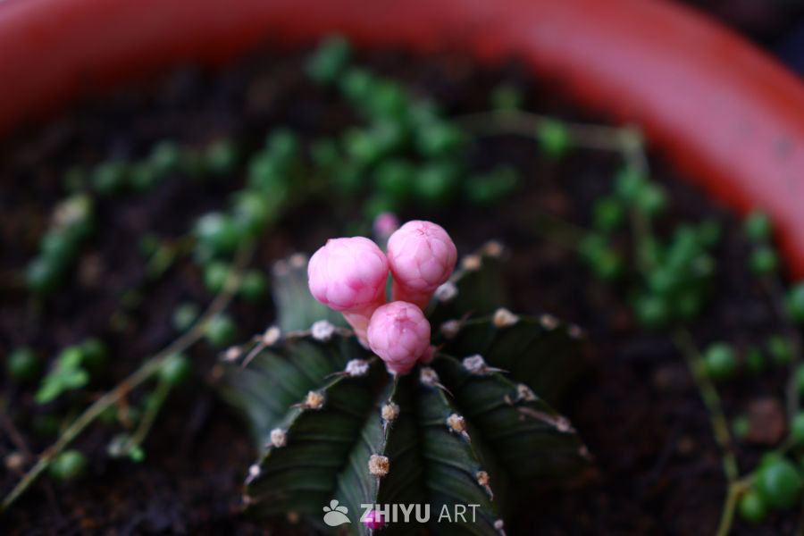 粉色花蕾的仙人掌