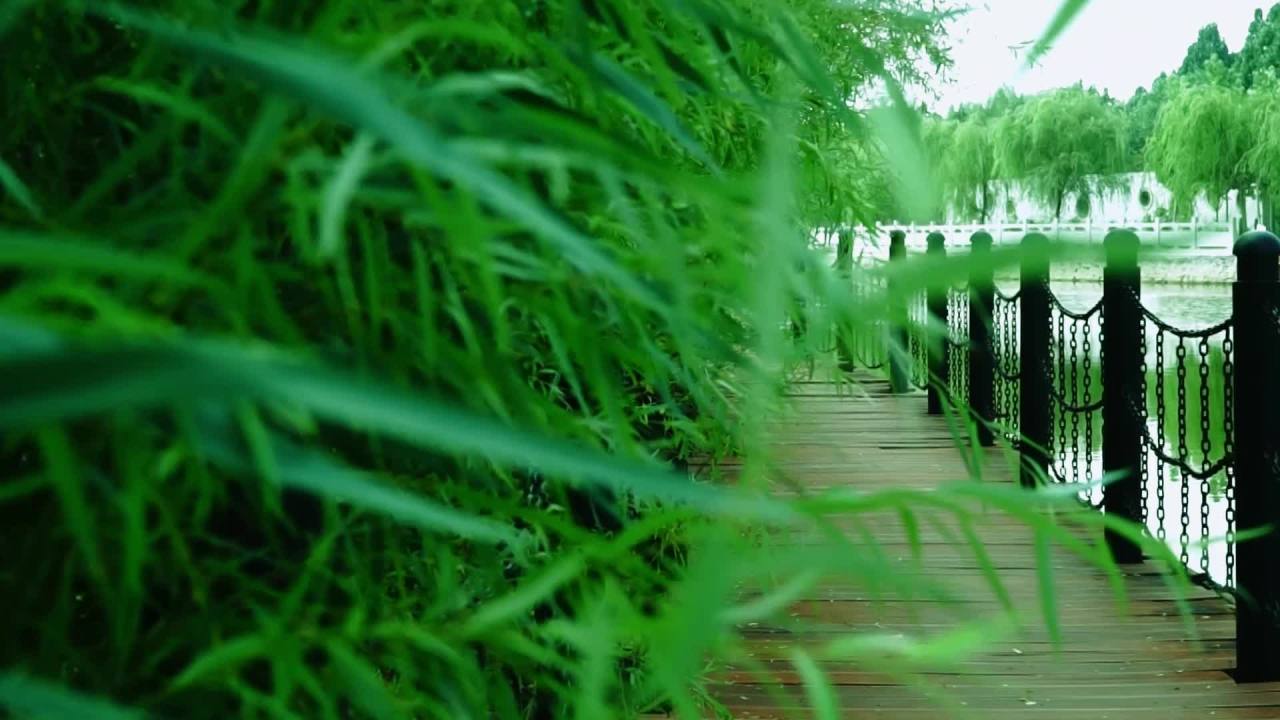 公园 河流 绿植 绿化