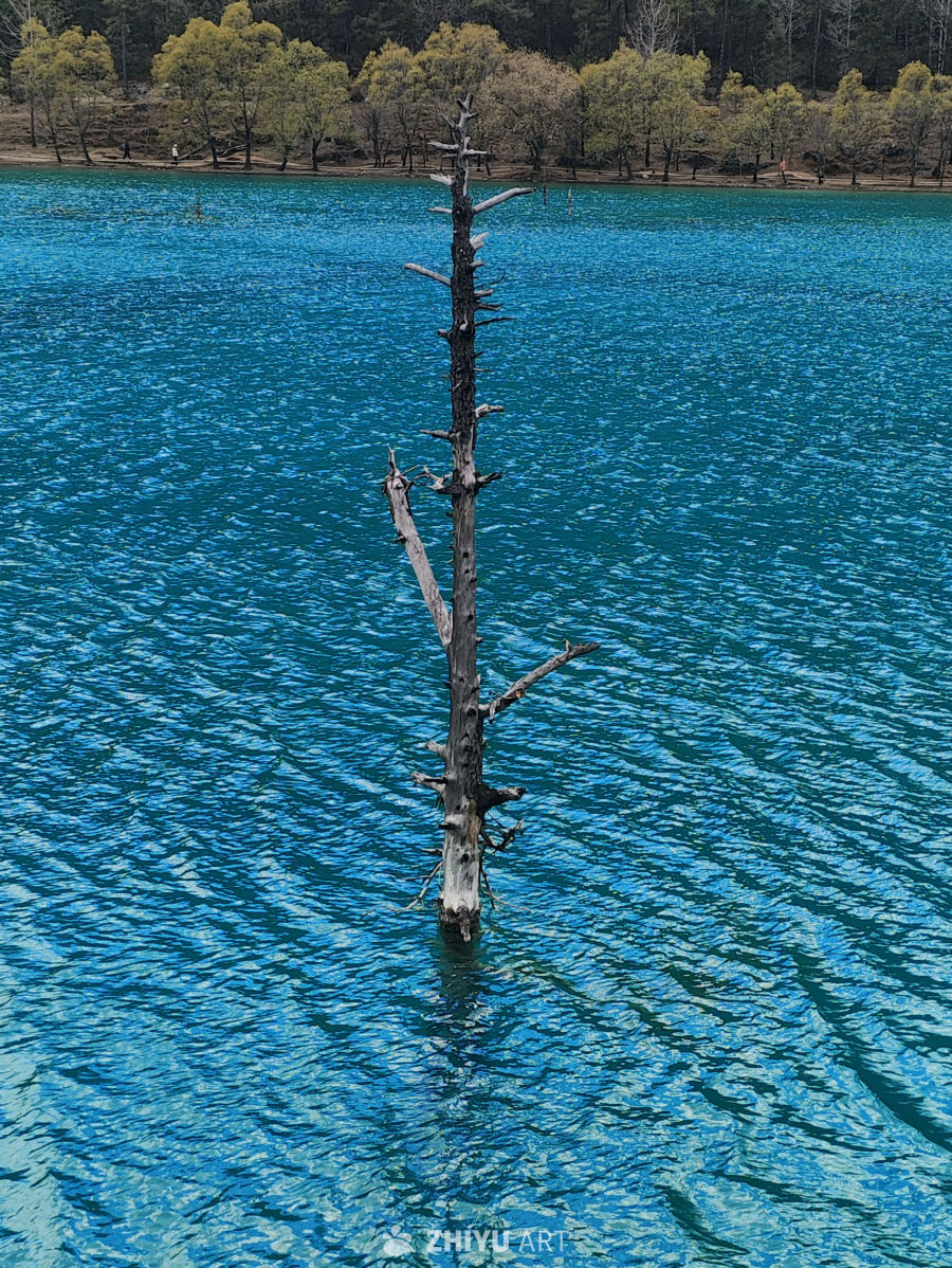 湖中孤树
