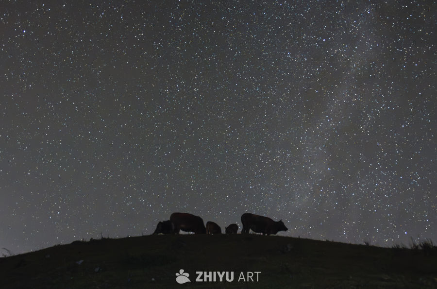 星空与牛群