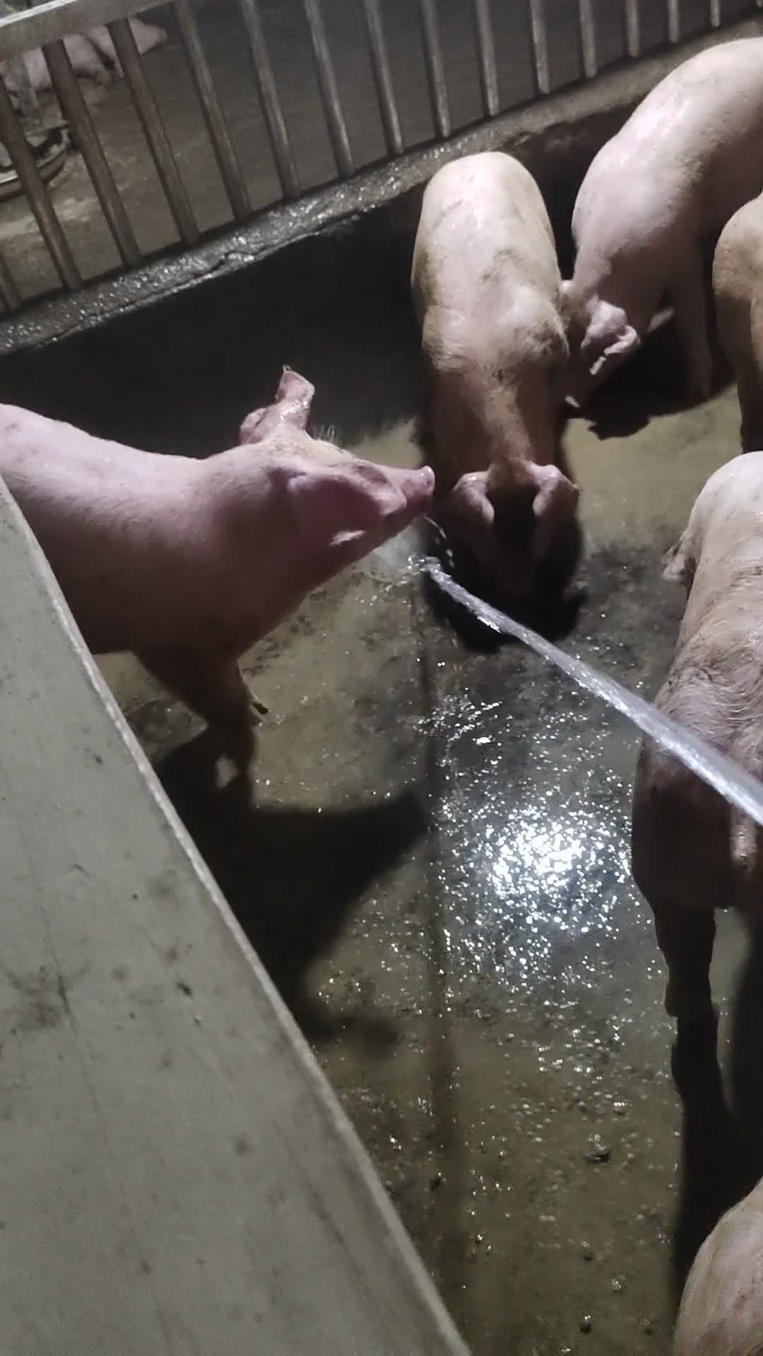 灵性动物