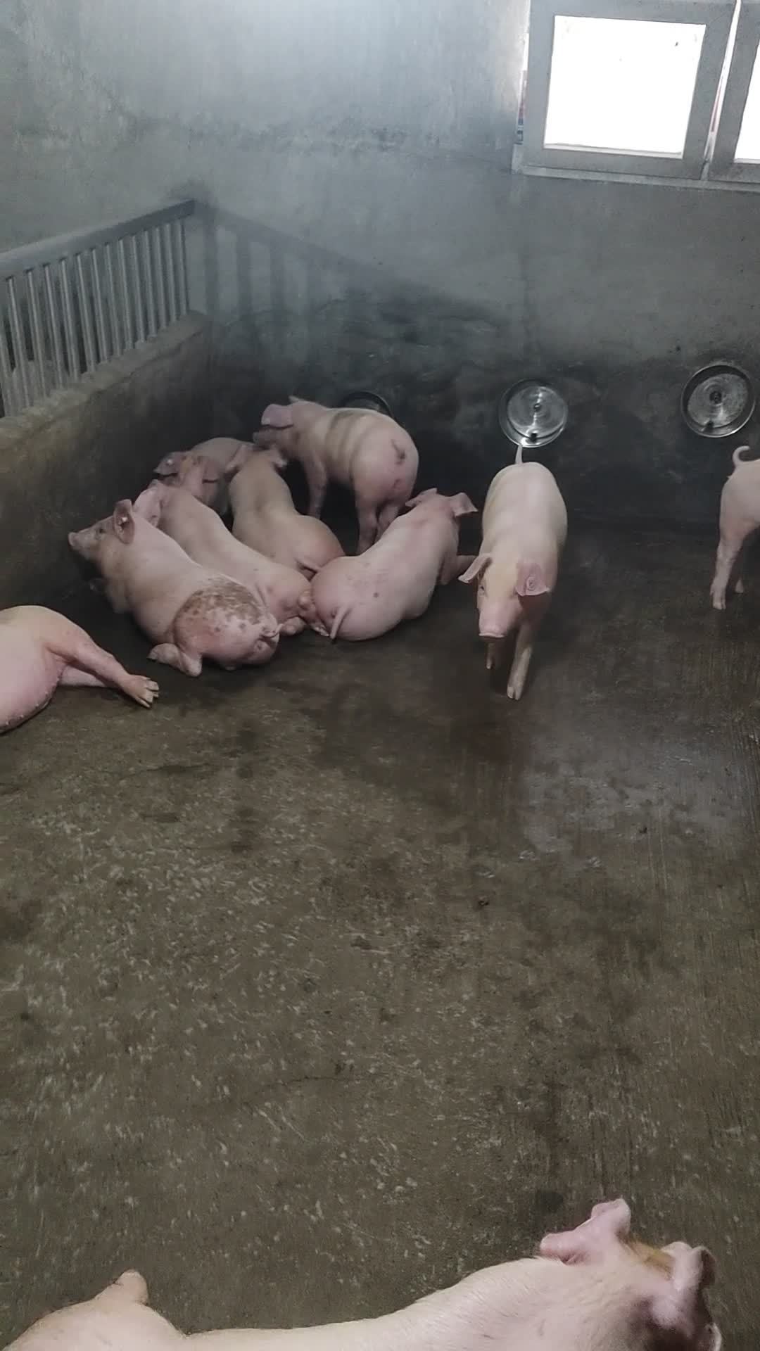 灵性动物