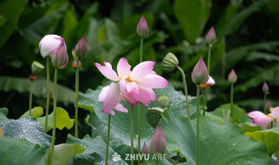 雨后莲花，清新宁静