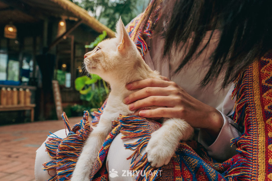 今天你拍猫了吗
