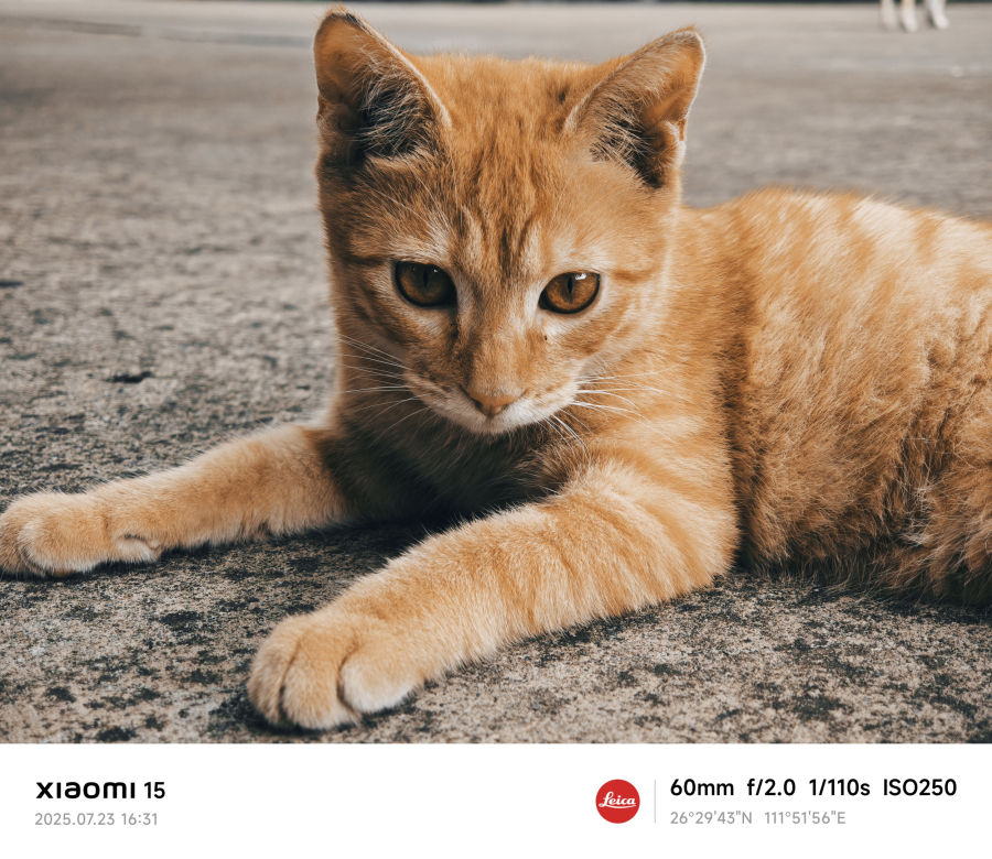 悠闲的橘猫时光