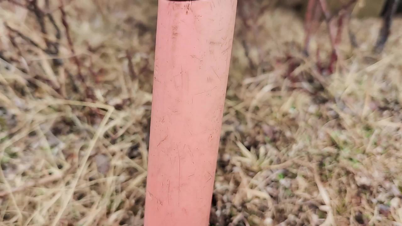 采挖冬虫夏草