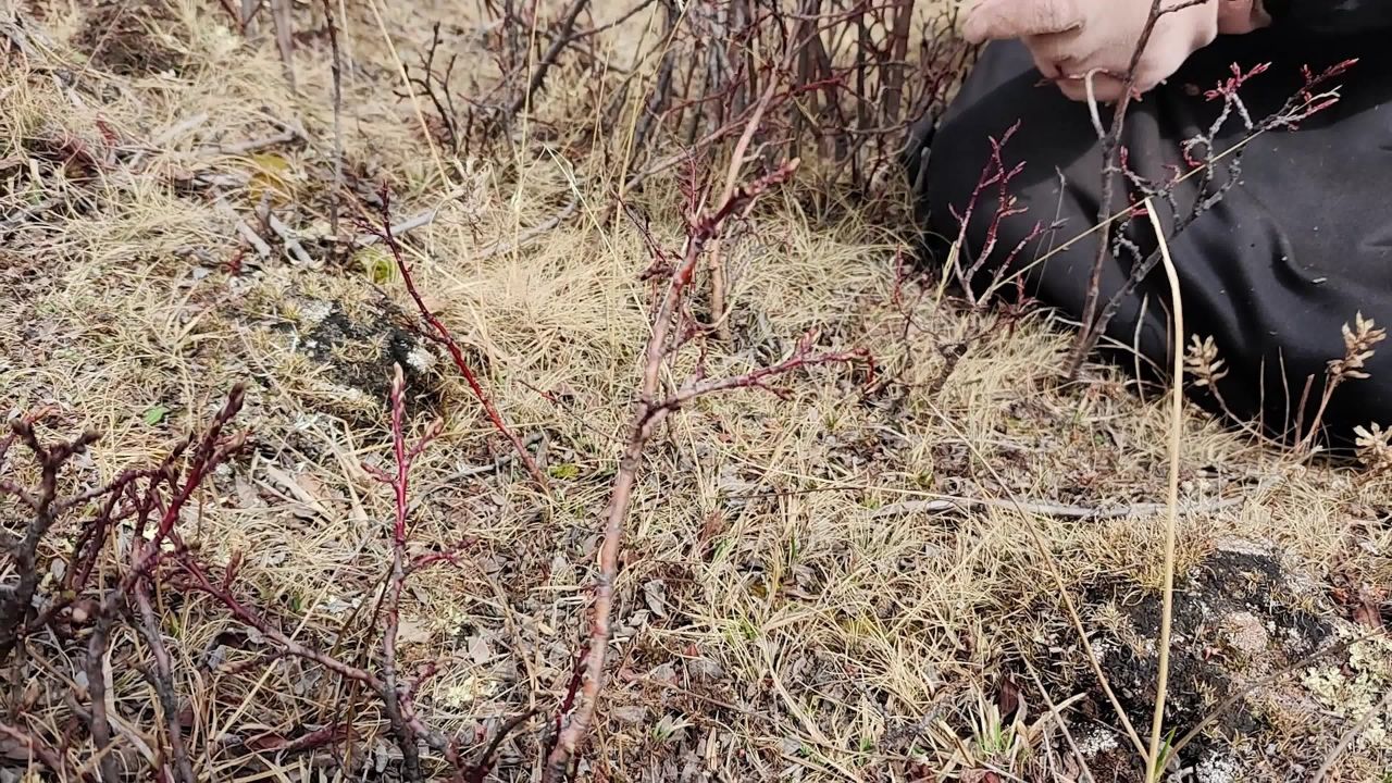采挖冬虫夏草