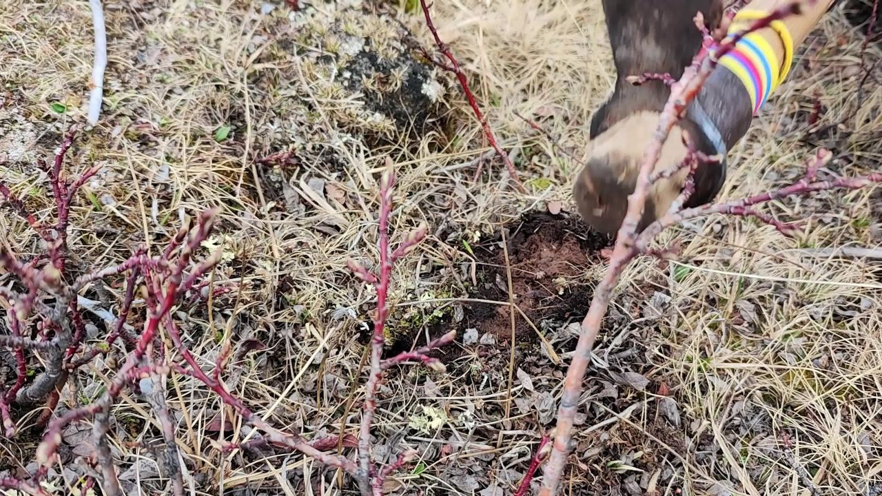 采挖冬虫夏草