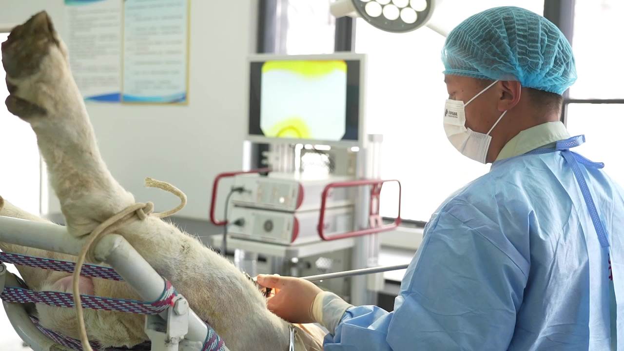 兽医胚胎手术操作及实验室检查