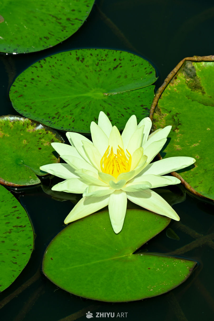 荷花