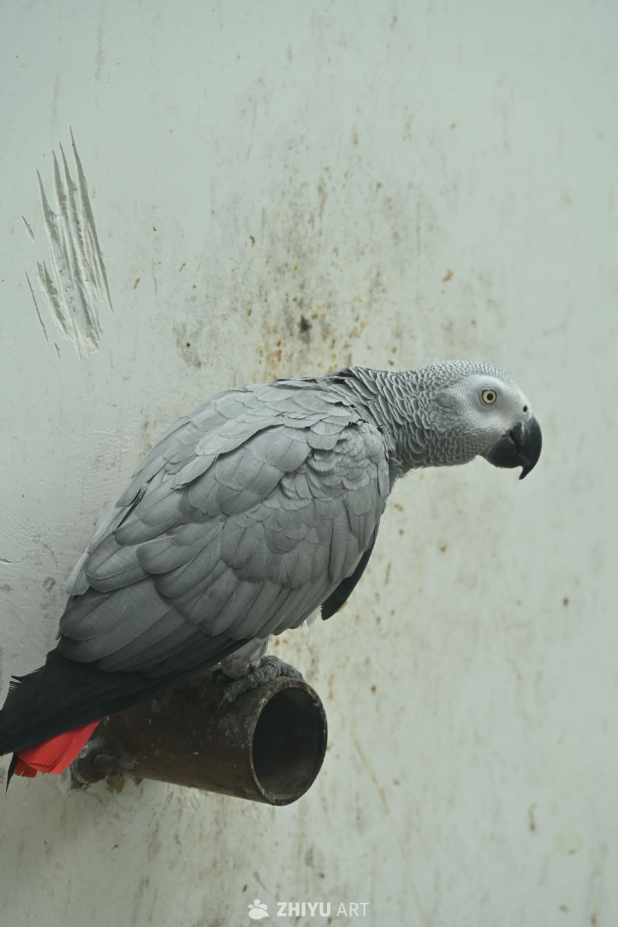 鹦鹉