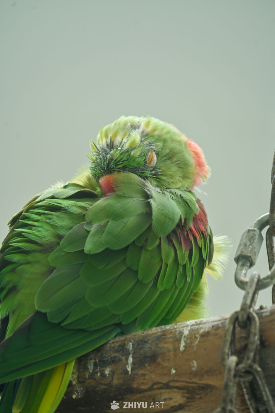 鹦鹉🦜