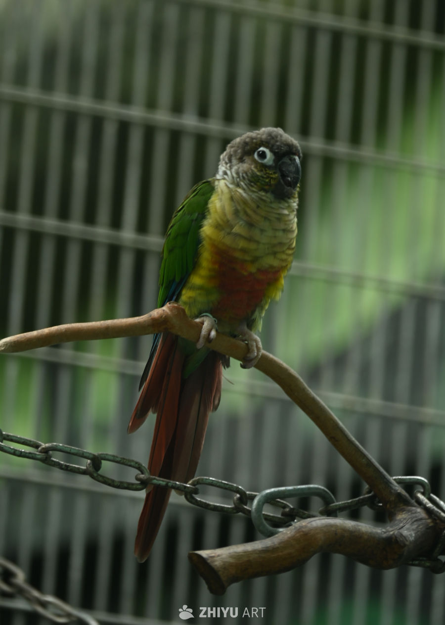 鹦鹉🦜