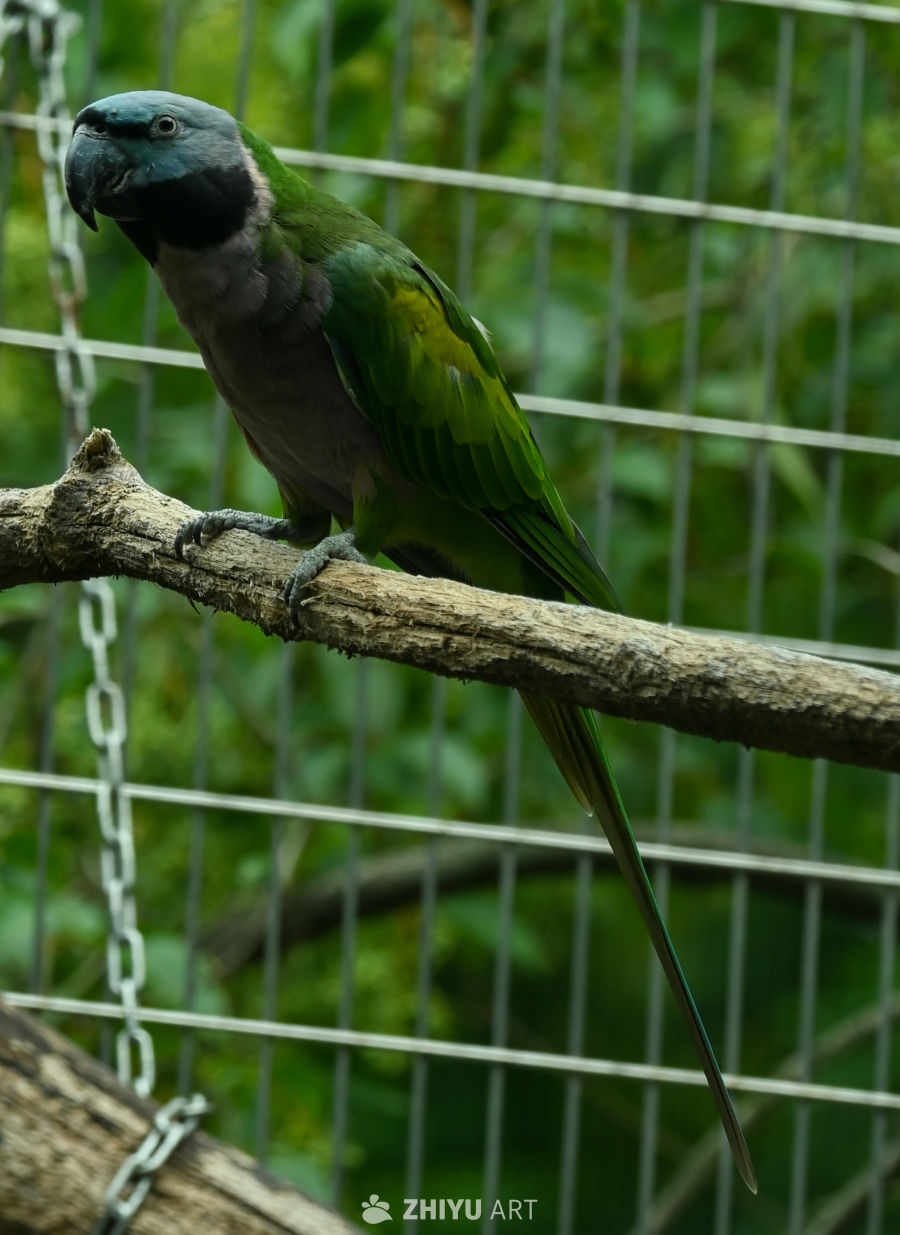 鹦鹉🦜