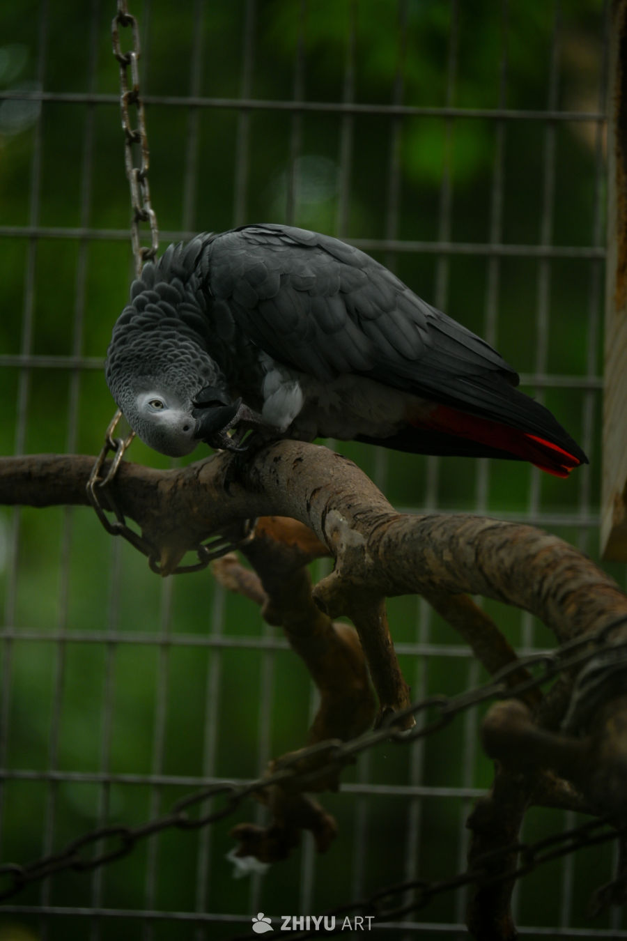 鹦鹉🦜