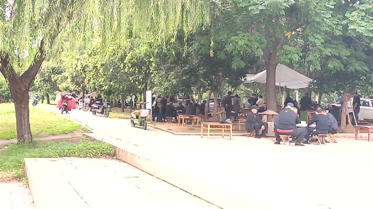 柳树，打牌，惬意 3