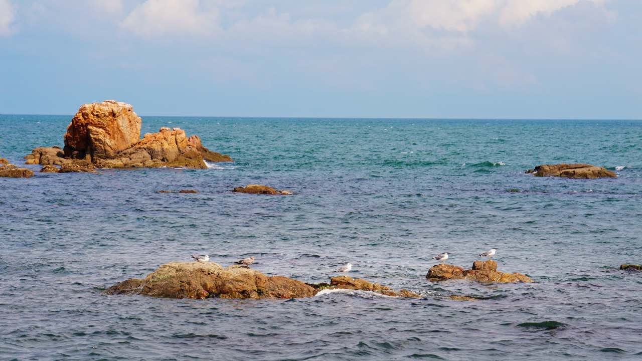 山东威海海面礁石上的候鸟-1 2025.9.15 19