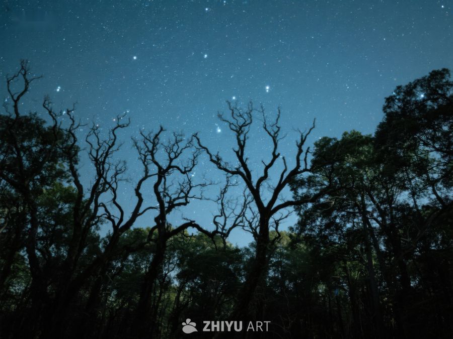 夜空下的枯树剪影 347