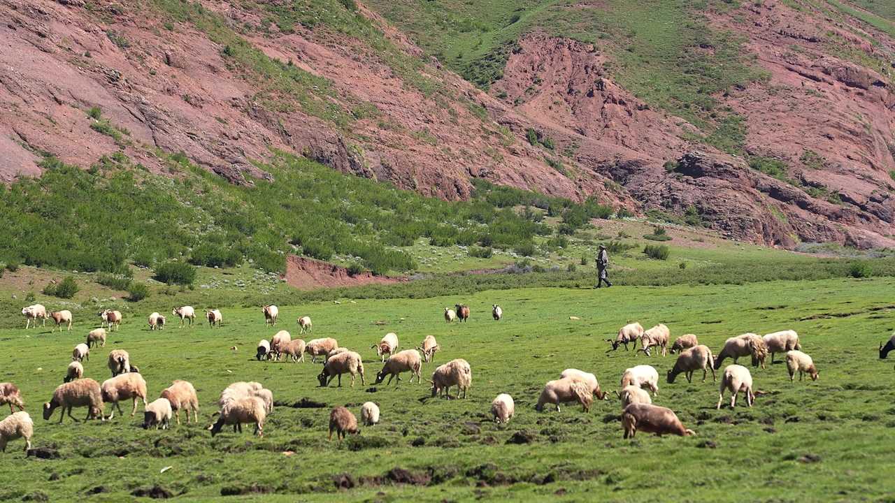 牛羊群在青山绿水间悠闲漫步