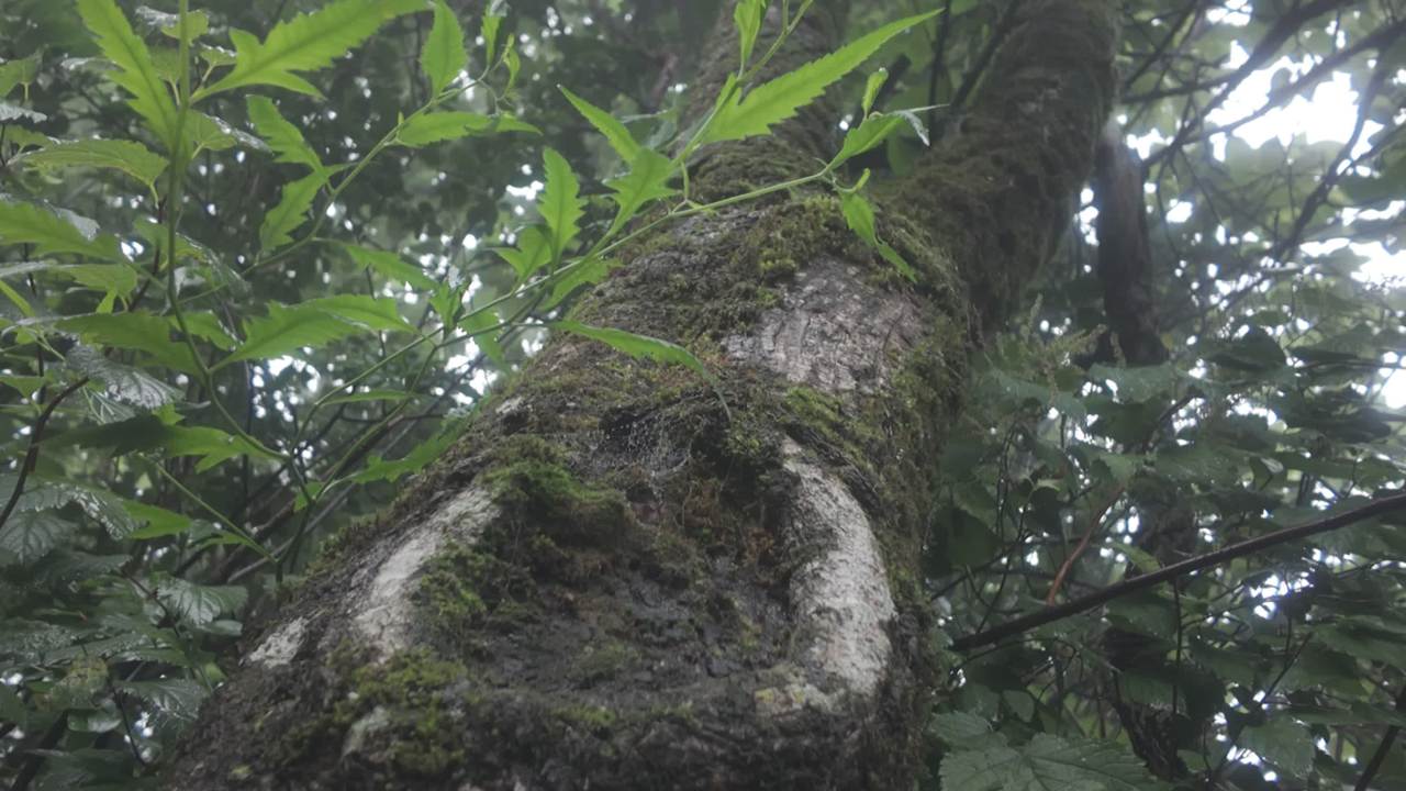 清晨大树