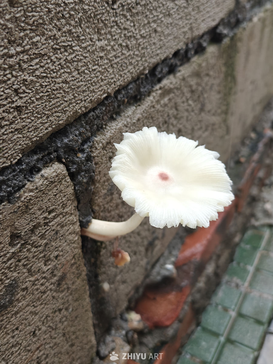 雨后新生命
