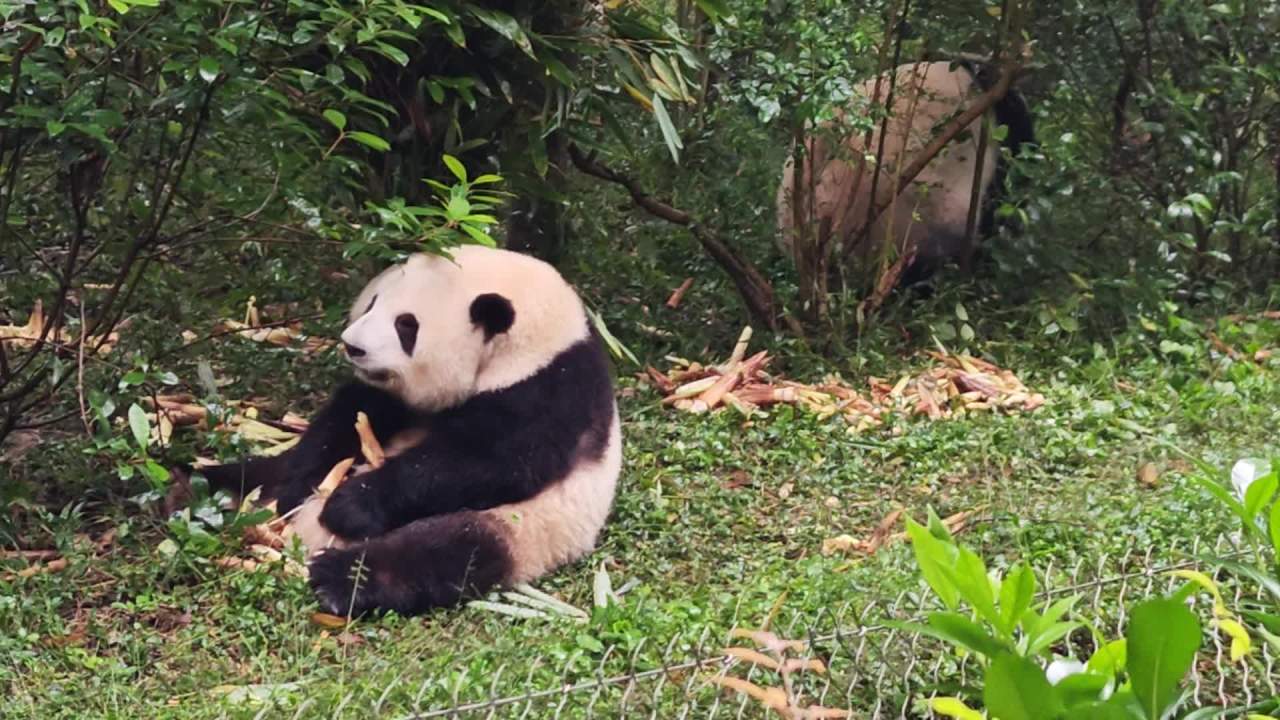 熊猫花花