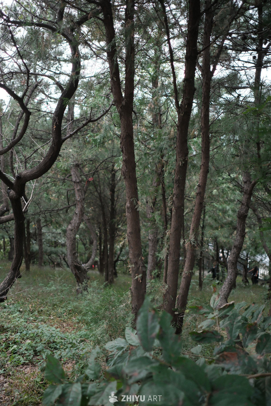风景 5