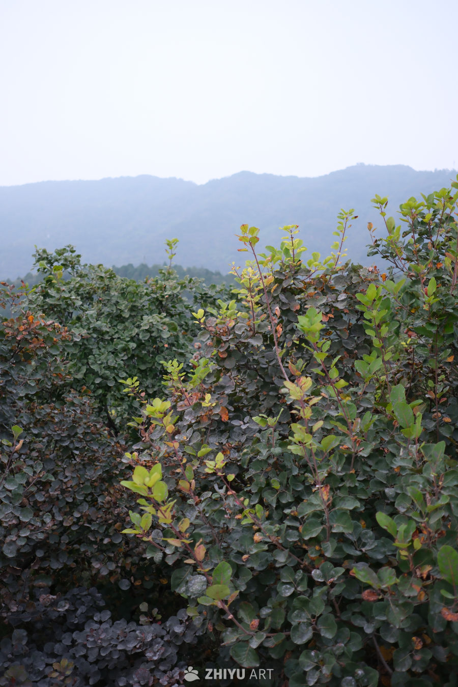 风景 11