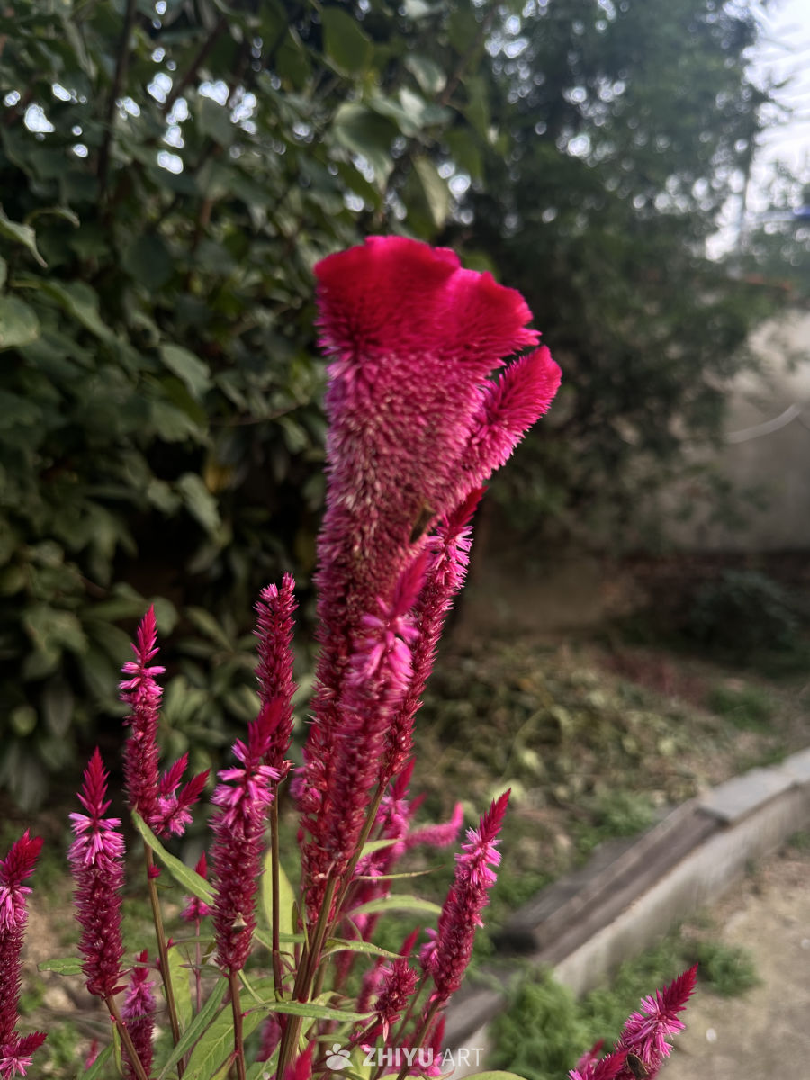 红鸡冠花特写