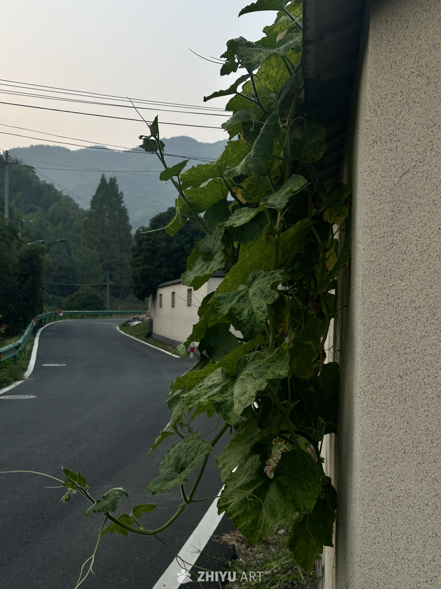 乡间小路的静谧时光