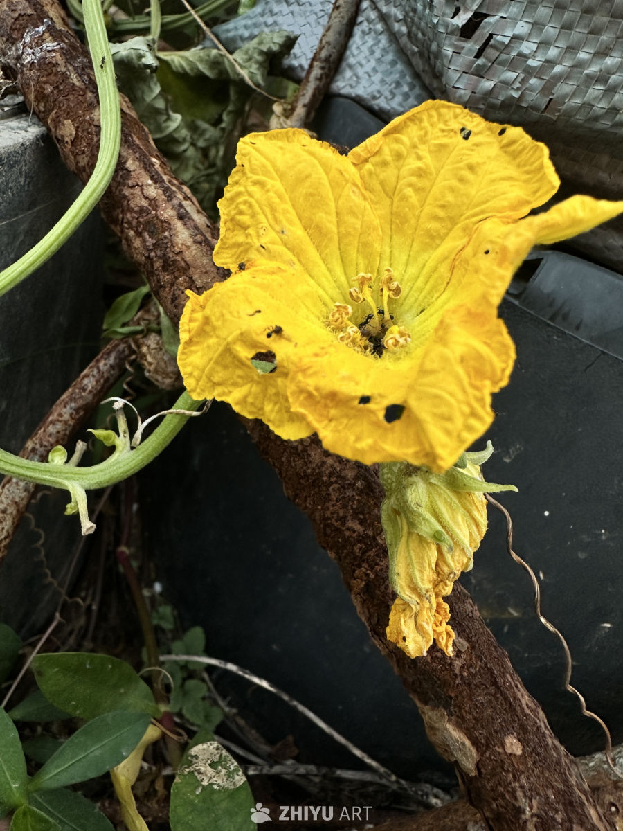 南瓜花特写