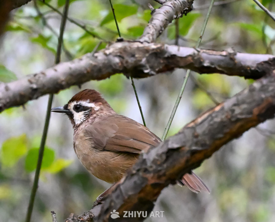 白颊噪鹛