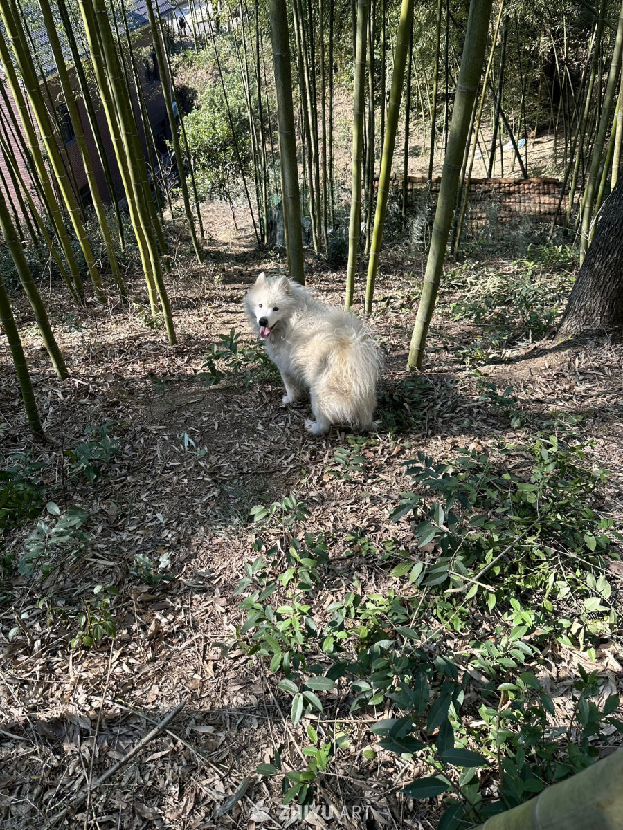 时光里的切片