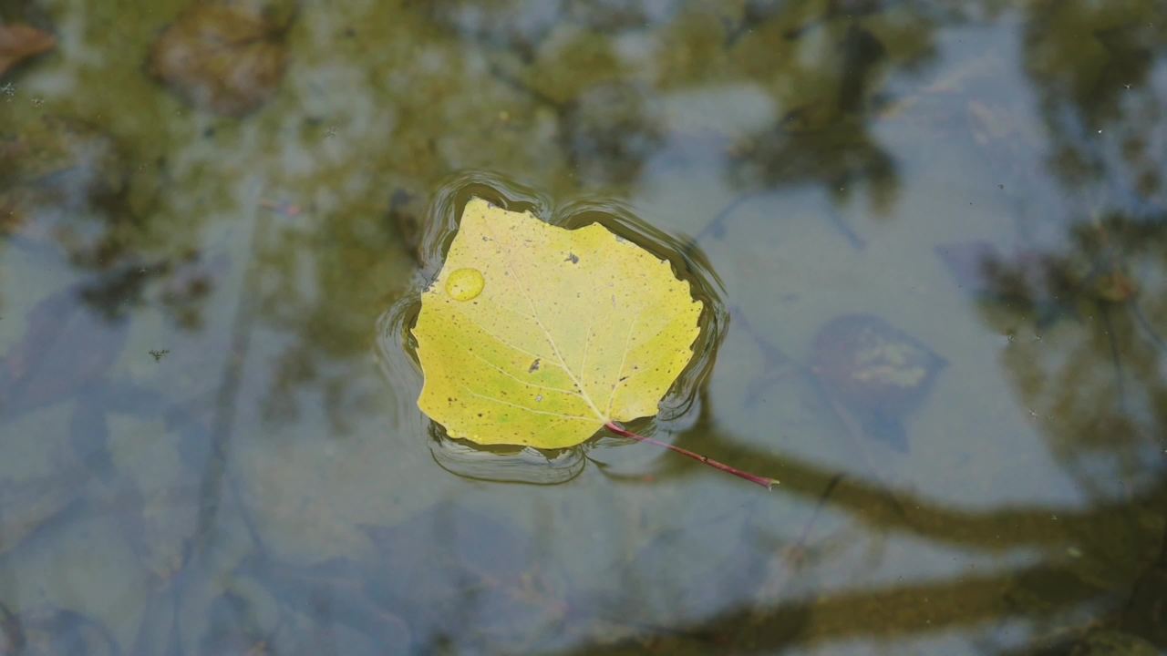 黄叶飘落水中 水面上漂浮的黄叶