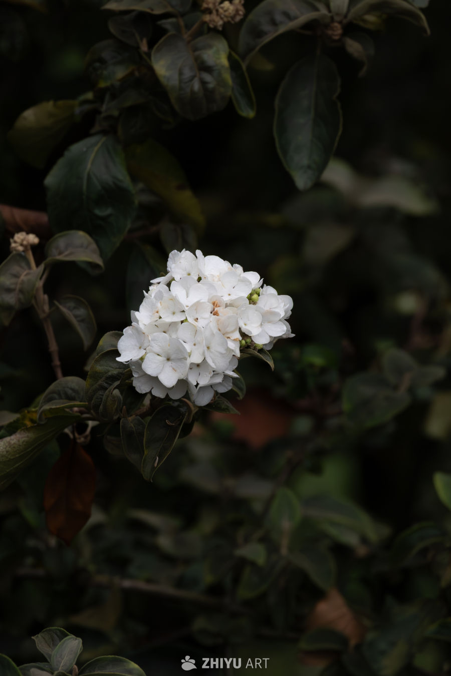 绣球荚蒾