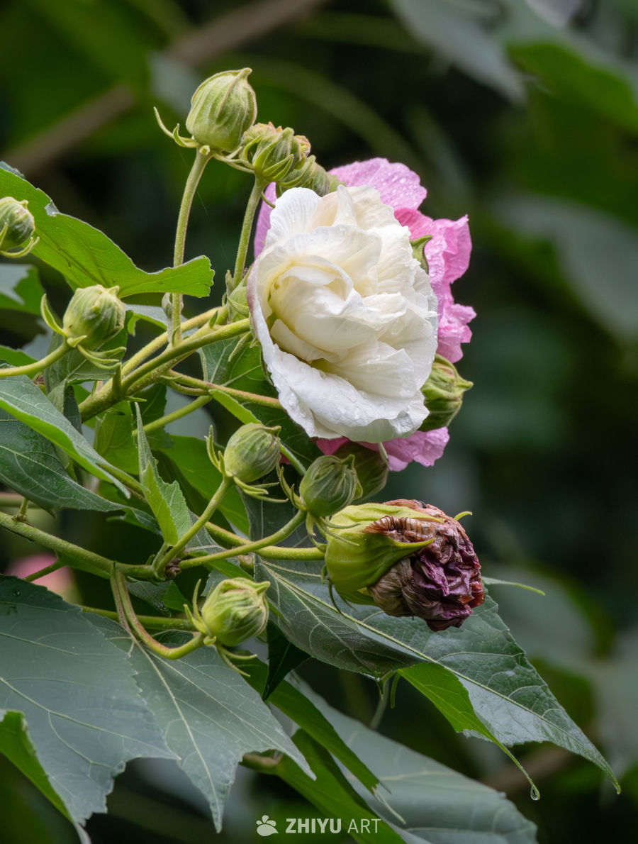 木芙蓉
