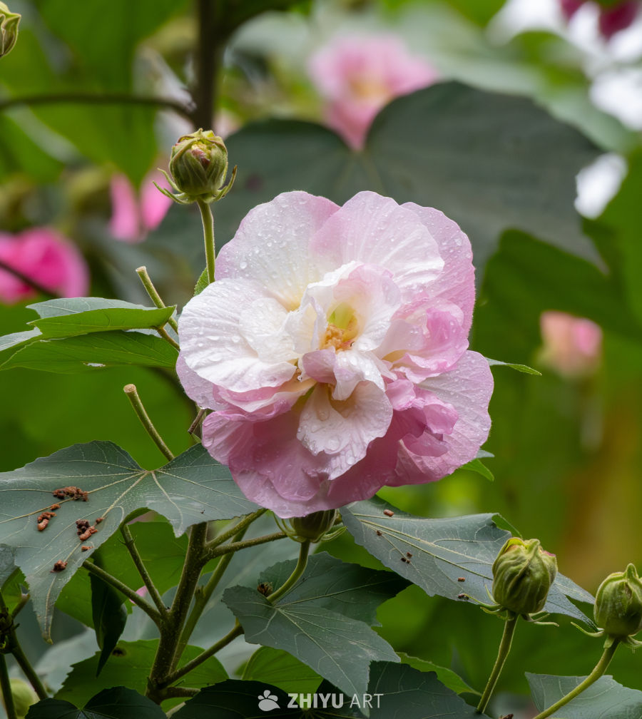 木芙蓉