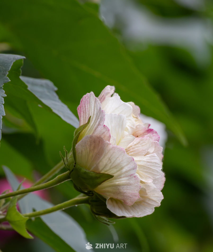 木芙蓉