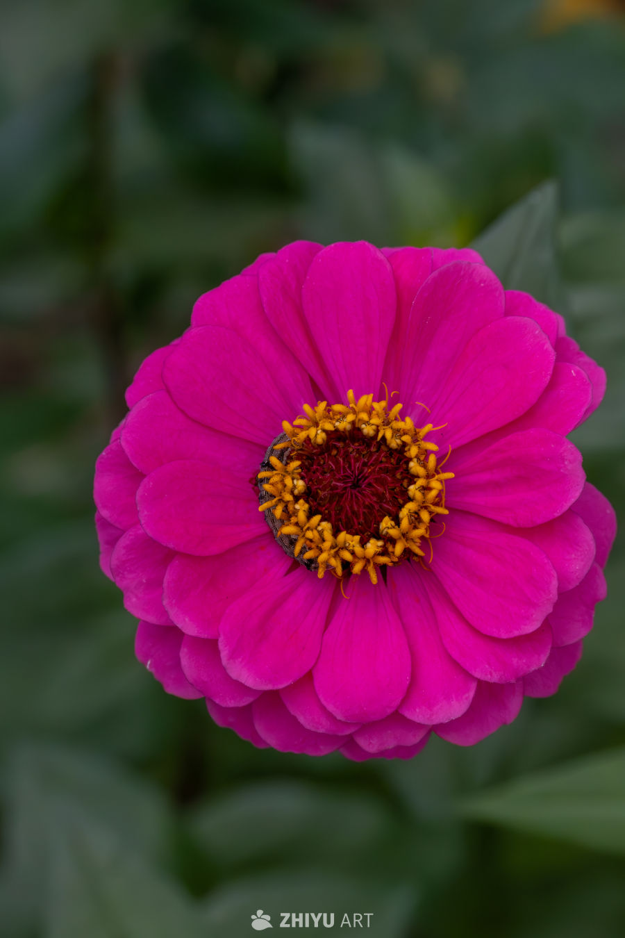 百日菊