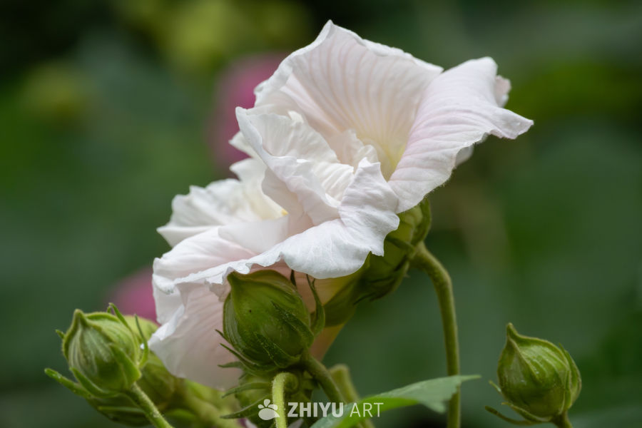 木芙蓉