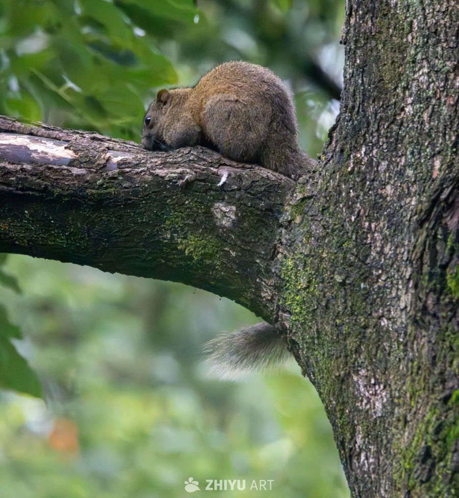 松鼠🐿️
