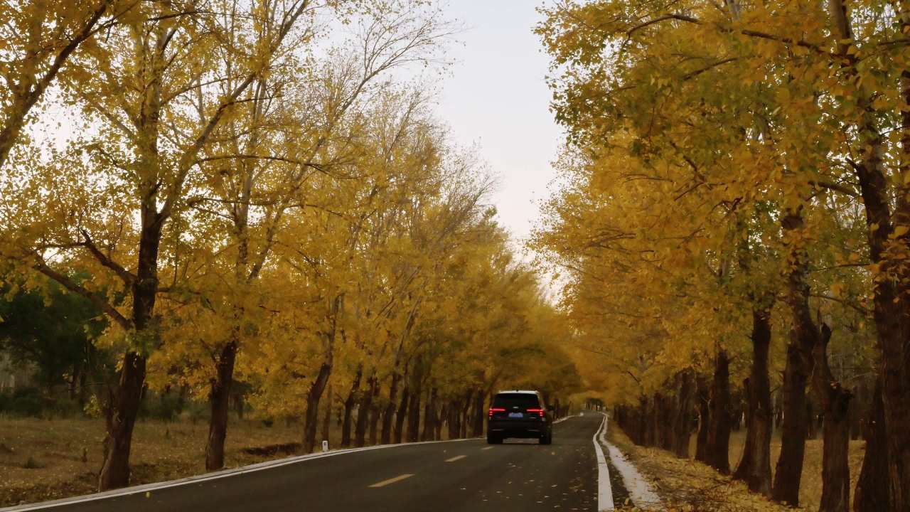 秋日满目金黄的乡村公路 四好农村路