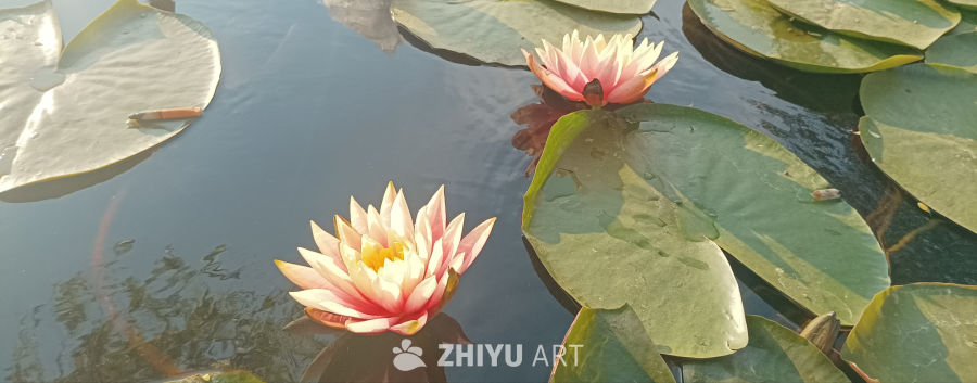 美丽的小莲花