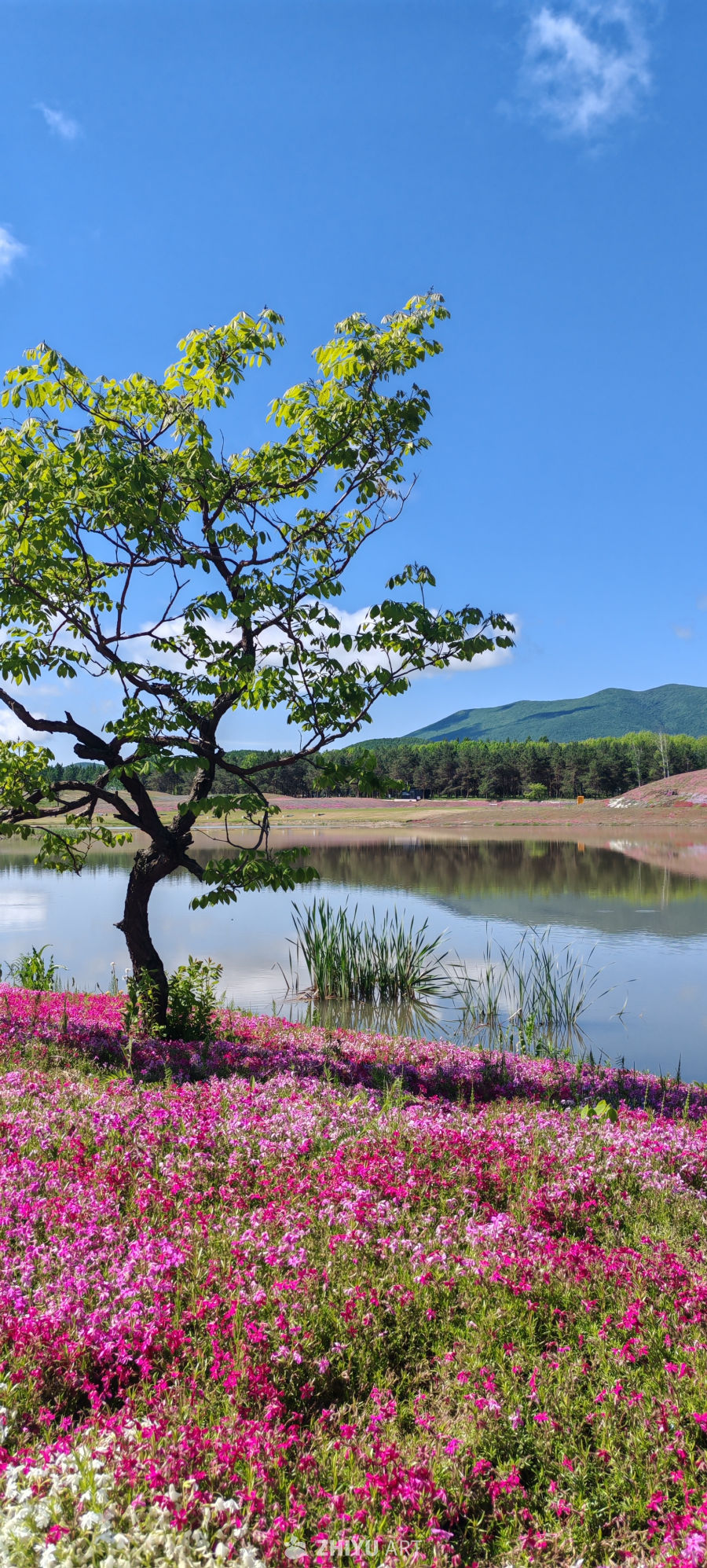 春湖花境